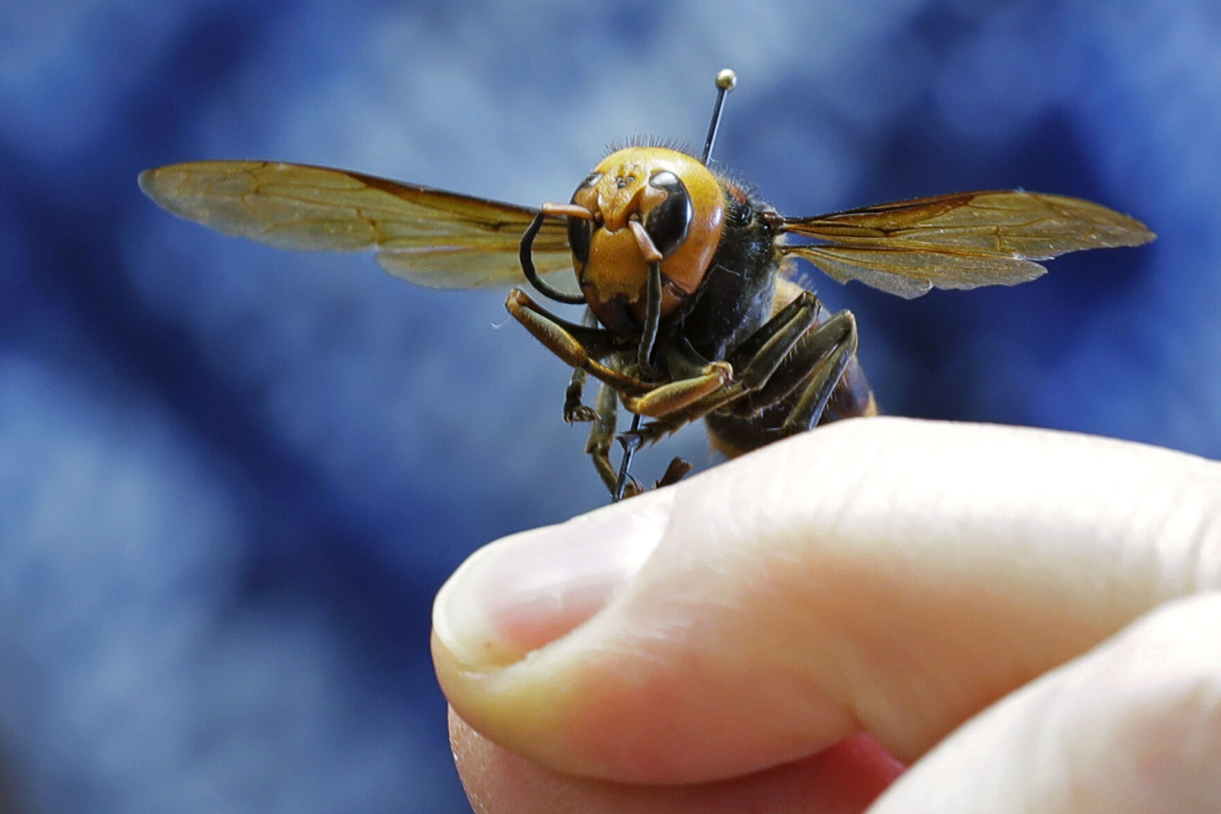 Asian giant hornet
